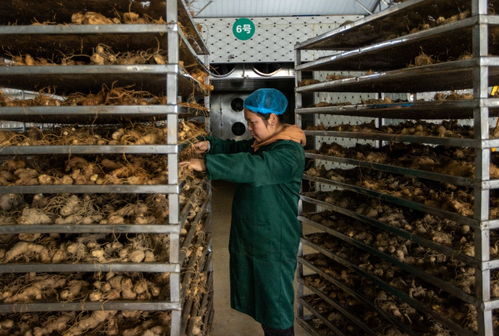 把黃精變 黃金 ,這家公司做到了