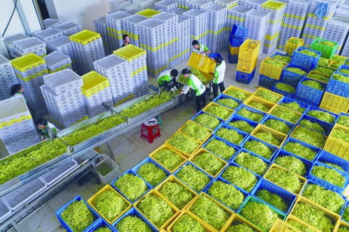 致富 黃花 分外香