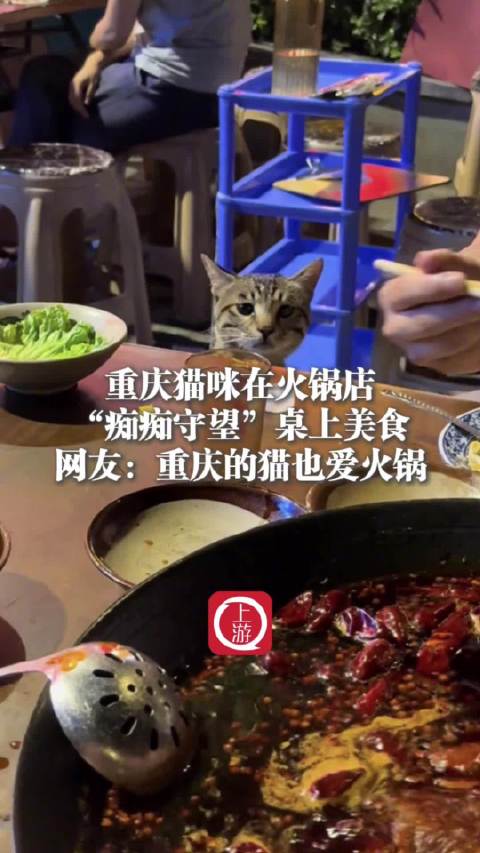 重慶貓咪火鍋店守望美食引網友熱議