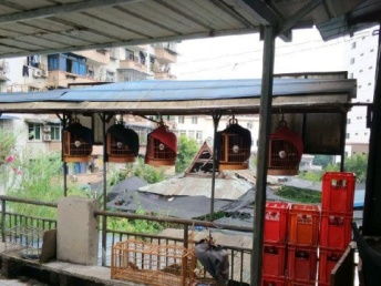 圖 長期出售川派鳥籠 重慶寵物食品 用品